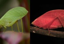 Zeldzame Katydid verandert van felroze naar groen in een unieke transformatie