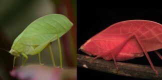 Seltener Katydid wechselt in einer einzigartigen Transformation von Pink zu Grün