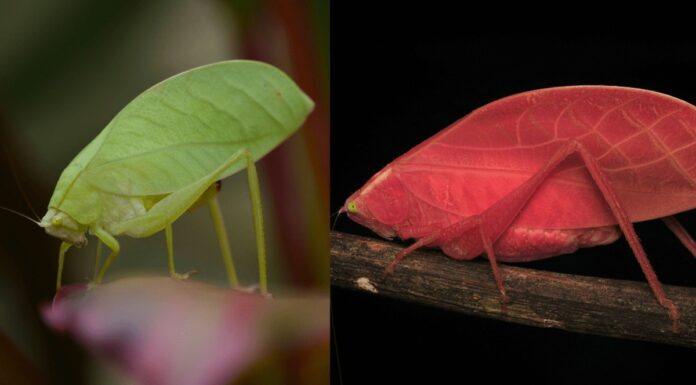 Рідкісний коник-листохід змінює яскраво-рожевий колір на зелений у безпрецедентній трансформації