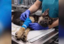 Шахраї з використанням ІІ націлені на зневірених власників домашніх тварин за допомогою підроблених зображень