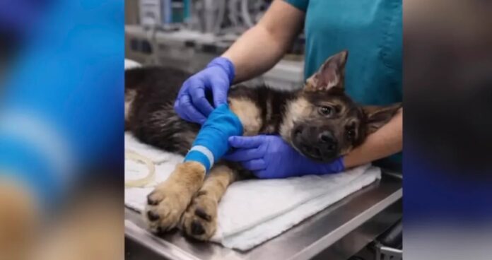 3423fa15-b02e-4170-896c-23546c202874