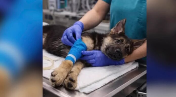 Шахраї з використанням ІІ націлені на зневірених власників домашніх тварин за допомогою підроблених зображень