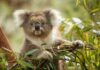 La genética del koala revela una resiliencia inesperada después del colapso demográfico