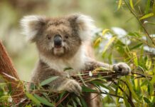 Генетика Коал Розкриває Несподівану Стійкість Після Різкого Скорочення Популяції