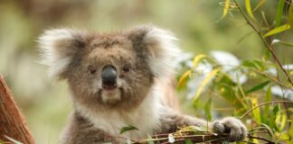 Koalagenetica onthullen onverwachte veerkracht na de ineenstorting van de bevolking