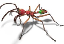 Цифрова Бібліотека Муравйов, Створена з Використанням Технології Часткового Прискорювача