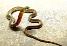 Змії Не знають, коли у них закінчилася отрута – і це нормально