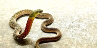 Змії Не знають, коли у них закінчилася отрута – і це нормально