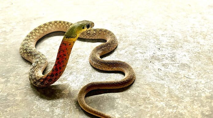 Змії Не знають, коли у них закінчилася отрута – і це нормально