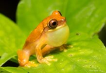 Люди поділяють звукові переваги з тваринами: нове дослідження виявило несподіваний збіг