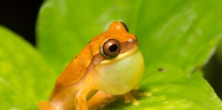 Les humains partagent des préférences acoustiques avec les animaux : une nouvelle étude révèle un chevauchement inattendu