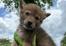 Койоти Пристосовуються до Міського Життя, Шукаючи Логова для Потомства