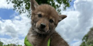 I coyote si adattano alla vita urbana, alla ricerca di tane tranquille per i cuccioli