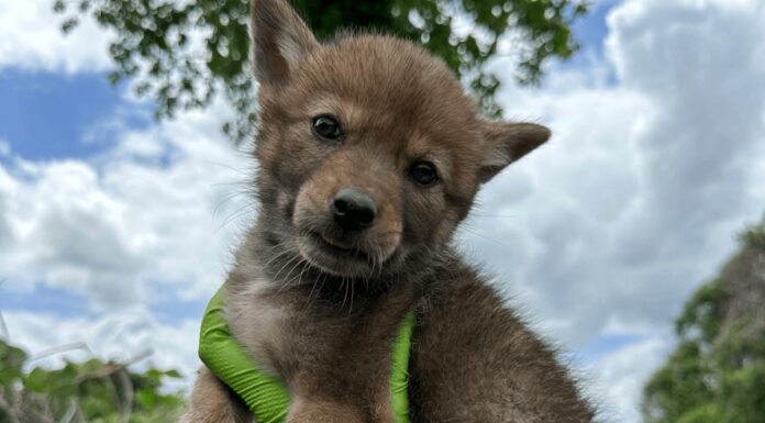 Койоти Пристосовуються до Міського Життя, Шукаючи Логова для Потомства