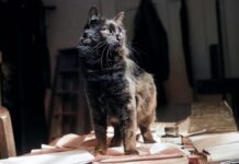 A tentativa fracassada da CIA de transformar gatos em espiões da Guerra Fria