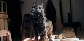 La tentative ratée de la CIA de transformer les chats en espions de la guerre froide