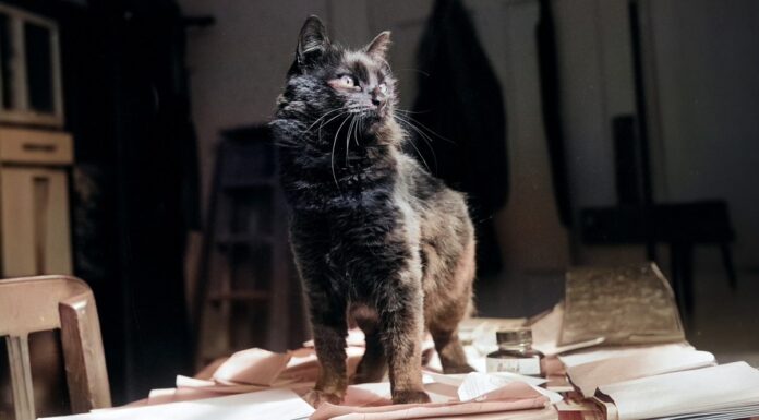 Провальна спроба ЦРУ перетворити кішок на шпигунів Холодної війни