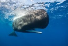 Більш ніж абетка Морзе: чи використовують кашалоти голосні звуки для спілкування?