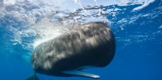 Więcej niż alfabet Morse’a: czy kaszaloty komunikują się za pomocą dźwięków samogłosek?