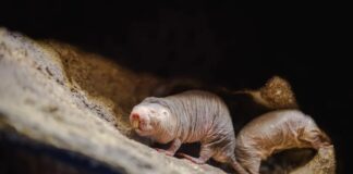 Poza bitwą: jak nagie kretoszczury osiągają pokojowe przekazanie władzy