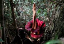 The Rare and Putrid Bloom: A Titan Arum Rises at Mount Holyoke College
