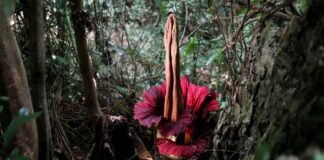 Редкое и зловонное цветение: в колледже Маунт-Холиок распустился Амоorphophallus Titanum