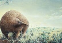 O “hamster espinhoso” da era glacial: um mistério centenário resolvido