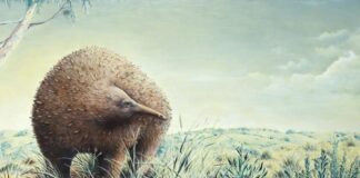 Il “criceto spinoso” dell’era glaciale: un mistero secolare risolto