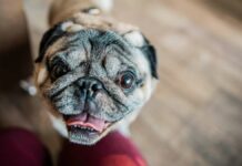 Новий ін’єкційний метод лікування дає надію брахіцефальним собакам, які мають труднощі з диханням.