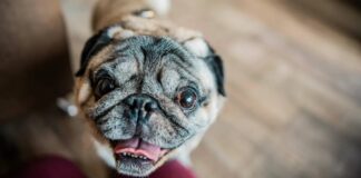 Новий ін’єкційний метод лікування дає надію брахіцефальним собакам, які мають труднощі з диханням.