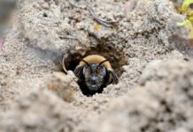 Під Нью-Йорком виявлено колосальну підземну колонію бджіл