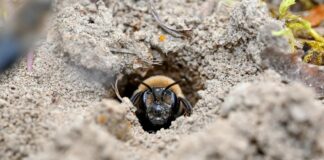 Под Нью-Йорком обнаружена колоссальная подземная колония пчел