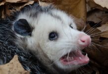 Використання опосумів як «троянських коней» для боротьби з інвазивними пітонами у Флориді