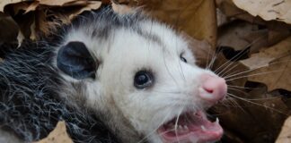 Menggunakan Opossum sebagai “Kuda Troya” untuk Memerangi Ular Piton Invasif di Florida