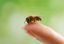 Медоносні бджоли розуміють елементарну математику