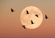Путівник: як зниження нічного світіння може врятувати перелітних птахів
