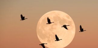 Vodící světlo: Jak může snížení noční záře zachránit stěhovavé ptáky