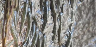 Pequeños peces conquistan una cascada de 50 pies usando ganchos microscópicos