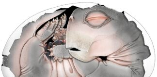 Descoberta de fósseis revela as antigas origens da postura de ovos dos ancestrais dos mamíferos