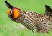 The High-Stakes Dance of the Endangered Attwater’s Prairie Chicken