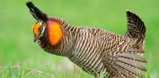 The High-Stakes Dance of the Endangered Attwater’s Prairie Chicken