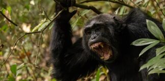 Una ‘guerra civil’ de chimpancés: cómo las fracturas sociales conducen a un conflicto letal