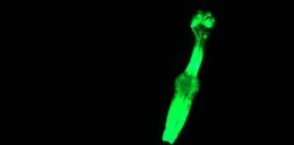 Kleine wormen, grote ambities: hoe nematoden de weg vrijmaken voor verkenning van de diepe ruimte