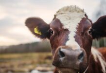 Der „Wasserstoffkörper“: Ein mikroskopischer Entdeckungsschlüssel zur Heilung des Methanrülpsens von Kühen