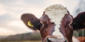 L'”Hydrogenobody”: una chiave di scoperta microscopica per curare i rutti di metano delle mucche