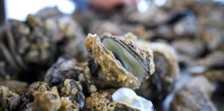 Le ciment inspiré des huîtres pourrait rendre le béton 10 fois plus résistant et plus écologique