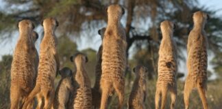 Dieren spelen het lange spel als geweld op de loer ligt 🦁