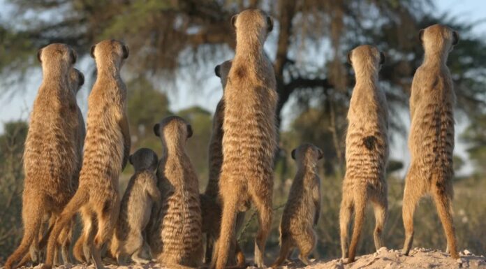 Gli animali giocano a lungo quando la violenza incombe 🦁