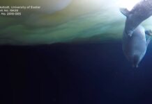 Schwimmkurs einer Weddellrobbe unter Eis