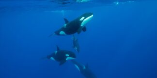 How Orcas in the Gulf of California Smash Sunfish for Dinner